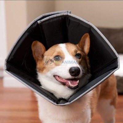 Comfy Cone E-Collars for Dogs & Cats