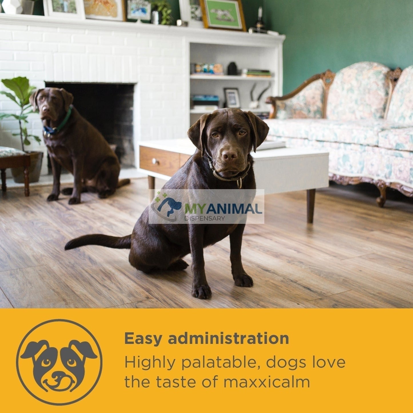 PROMOTION: MaxxiPaws MaxxiCalm Calming Aid for Dogs