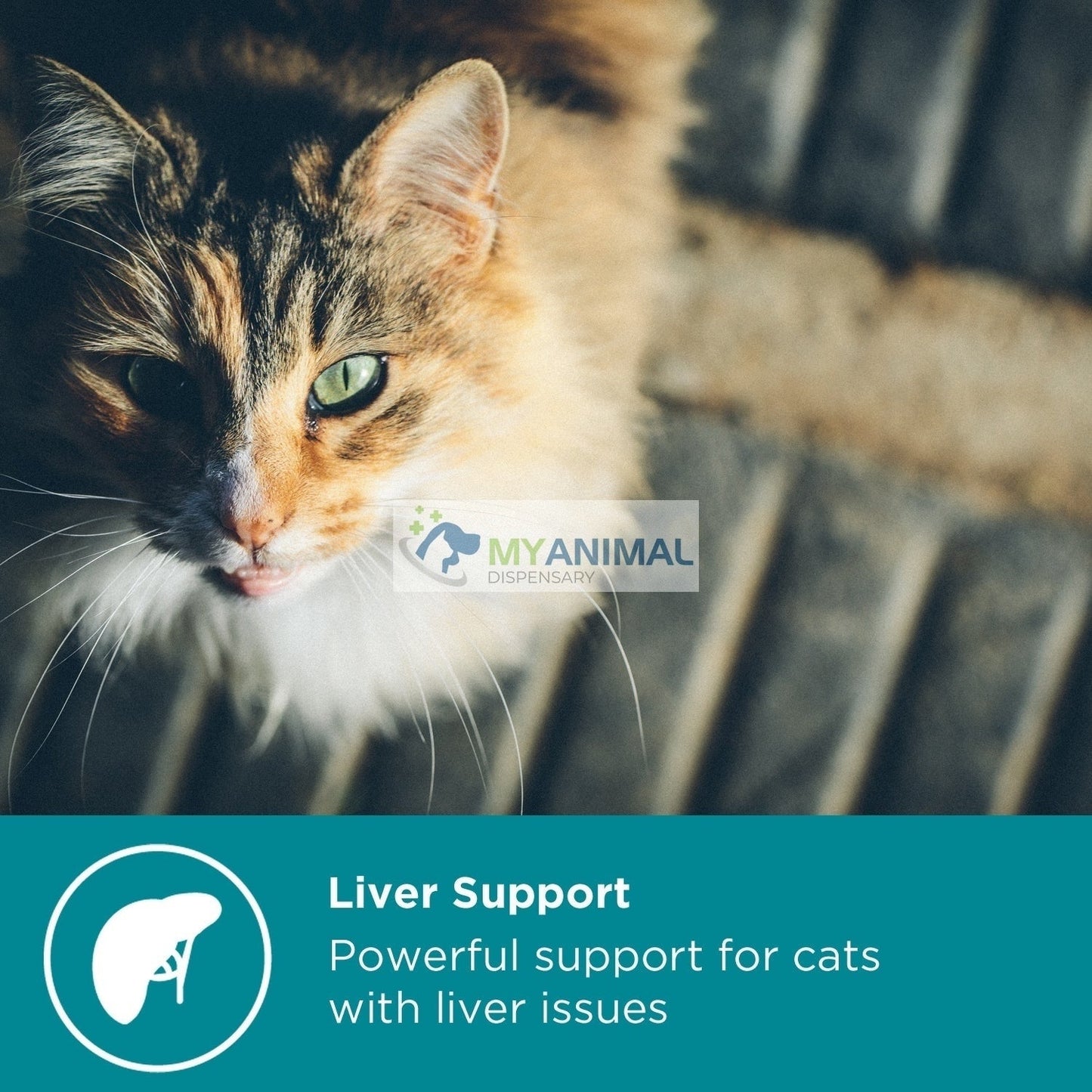 PROMOTION: MaxxiPaws MaxxiSAMe Liver Supplement for Cats (90g)