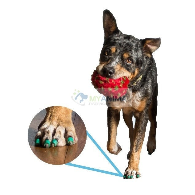 Dr Buzby's Anti Slip Toe Grips for Dogs