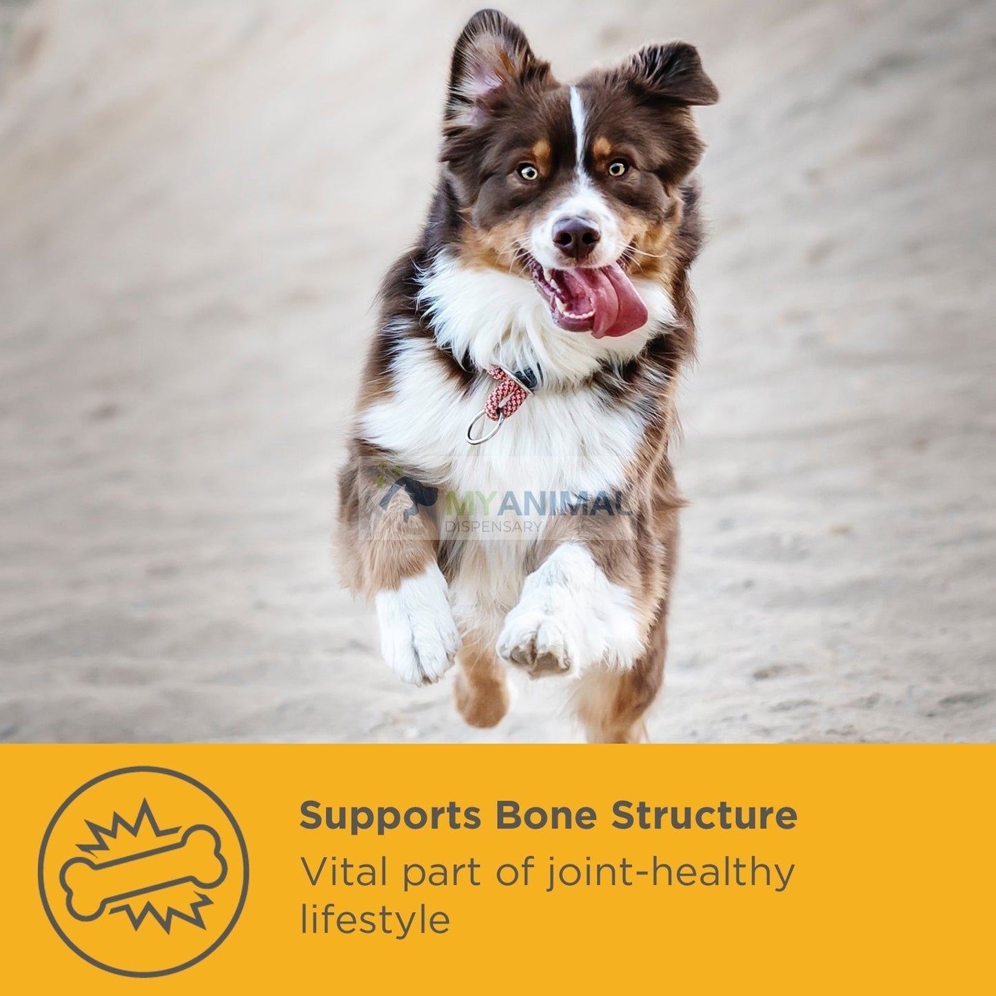 MaxxiFlex + Joint Supplement for Dogs (120s)